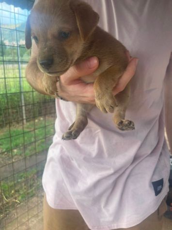 Romeo cucciolo - Foto 5