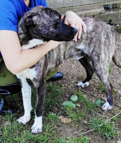 ZENO AMABILE E COCCOLONE: CANE IN ADOZIONE - Foto 6