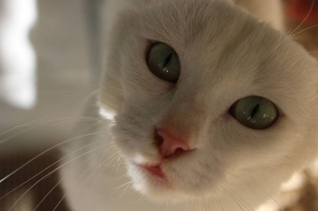 Meringa gattina , adozione del cuore - Foto 6