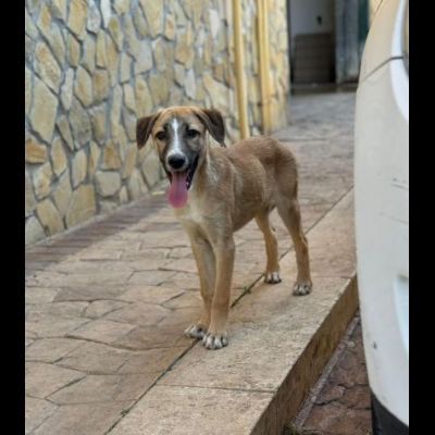 CUCCIOLO IN ADOZIONE TOMMY - Foto 7