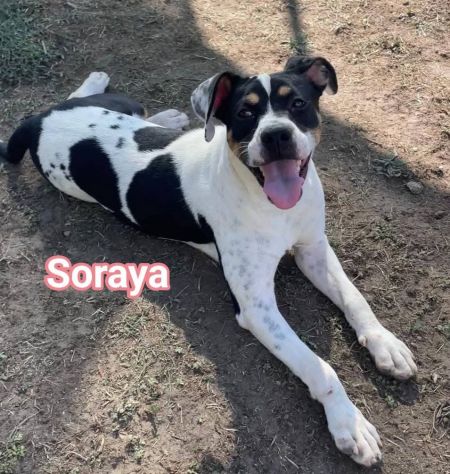 Janette Jordan Soraya cani in adozione - Foto 6