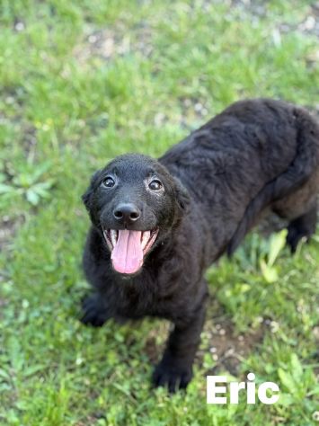 ERIC, cucciolo dolcissimo dimenticato da tutti. - Foto 3