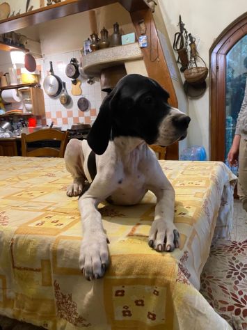 Pointer Inglese con Pedigree - Foto 9