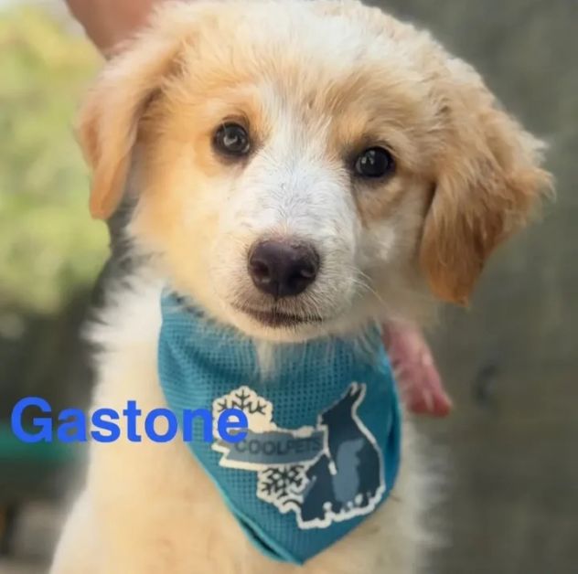 Cuccioli di due mesi in cerca di adozione - Foto 2