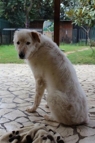 BREE, pastore socievole con tutti - Foto 4