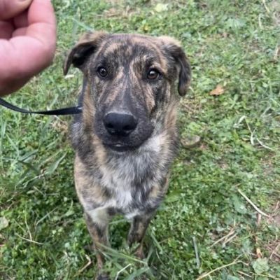 UGO figlio di mamma husky, 9 mesi, socievole ed allegro cagnolino in adozione - Foto 8