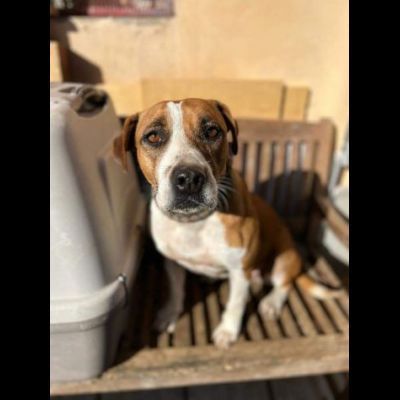 MALAWI, ADORABILE CAGNOLINA IN ADOZIONE - Foto 3