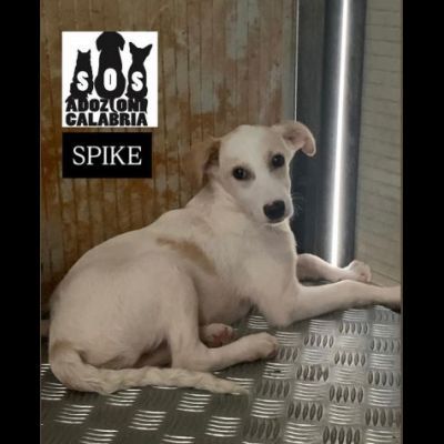 CUCCIOLI IN ADOZIONE - Foto 2