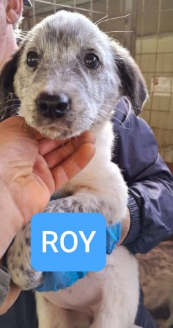 CUCCIOLI 3 MESI taglia media grande NATI IN CANILE - Foto 2
