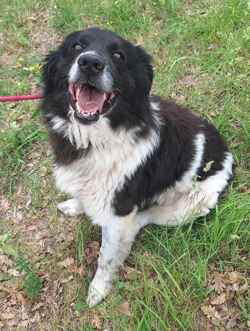 Cosmo 3 anni mix border collie - Foto 3