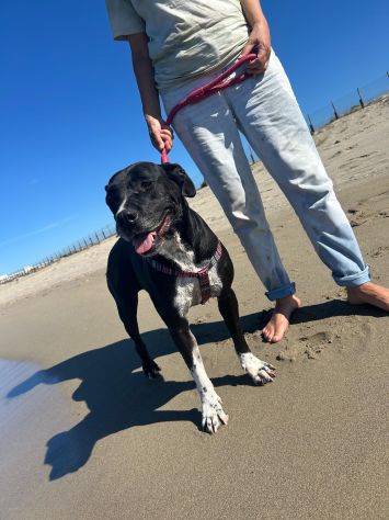 Sasha: giovane mix Amstaff. Adozione o stallo