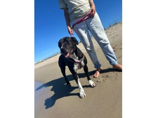 Sasha: giovane mix Amstaff. Adozione o stallo