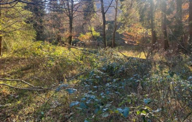 Immobile in asta di 19680 m² in vendita a Valganna - Foto 4