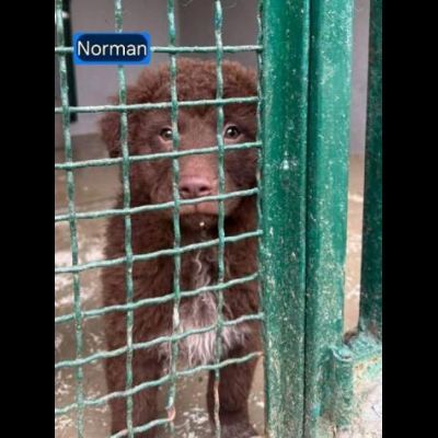 NORMAN NANUK NUCCIA CUCCIOLI IN ADOZIONE