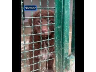 NORMAN NANUK NUCCIA CUCCIOLI IN ADOZIONE