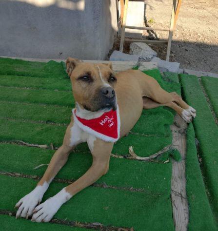 Pitbull femmina 9anni indifferente a tutti! SICILIA - Foto 2
