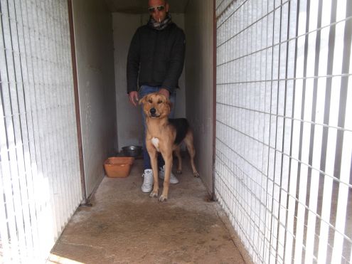 ALONSO, bellissimo mix alano - Foto 3