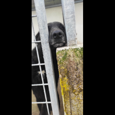 ALBERTO lupetto in miniatura, socievole, curioso, cane in adozione - Foto 9