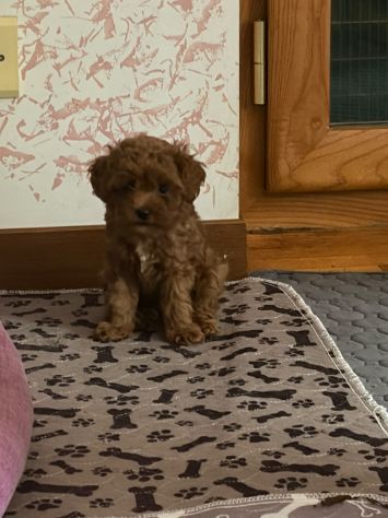 Cuccioli Barboncino Toy - Foto 4