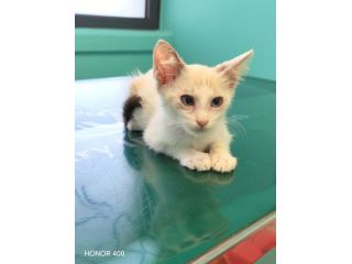 Fidel, dolce gattino cerca casa