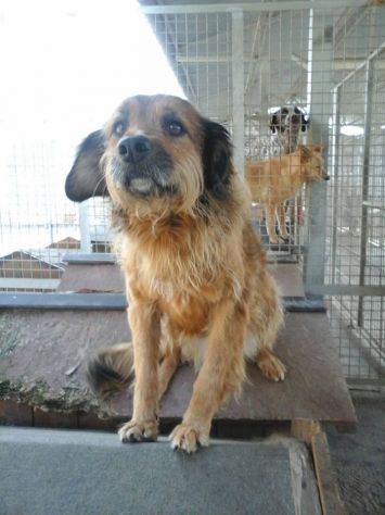 INES in cerca di casa - Foto 4