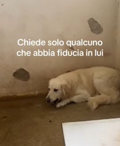 GERONIMO imprigionato senza colpa CANE IN ADOZIONE - Foto 9