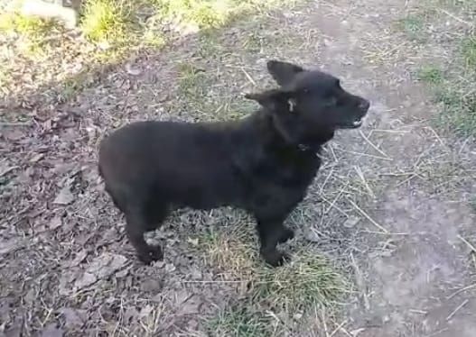 6anni kg 7 sfortunato nero senza coda aspetta casa prov ALESSANDRIA - Foto 7
