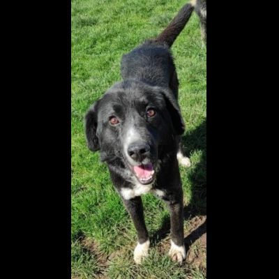 BENNY TENERO E AFFETTUOSO, CAGNOLINO IN ADOZIONE - Foto 7
