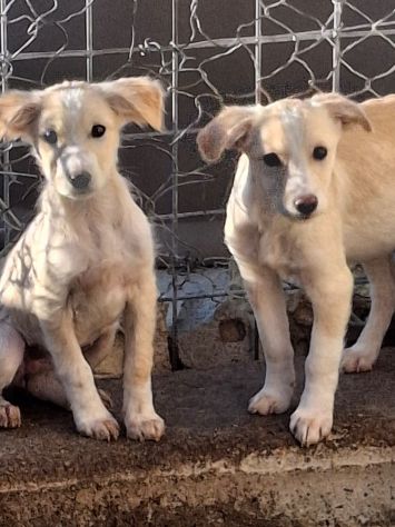 CUCCIOLI 3 MESI TAGLIA MEDIA Sono in canile…