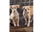 CUCCIOLI 3 MESI TAGLIA MEDIA Sono in canile…