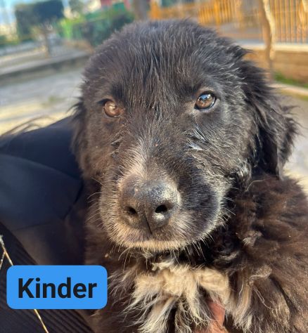 CUCCIOLI IN ADOZIONE - Foto 3