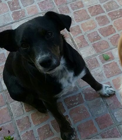 Due cagnoline dolci e affettuose mix labrador - Foto 5