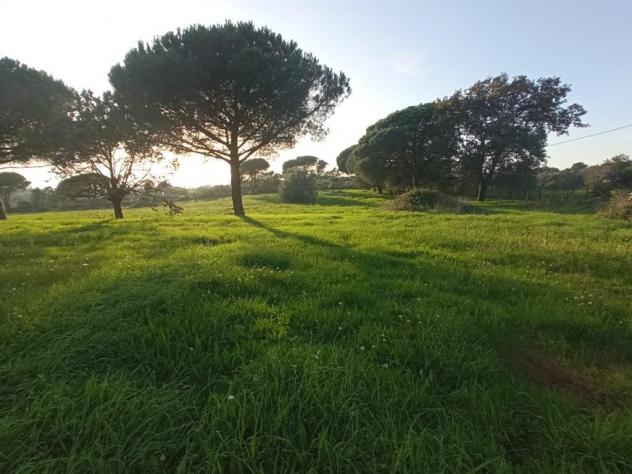 Terreno Agricolo - Rif. 2445 - Foto 18