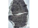 Pelle camoscio nero accoppiata – Sp. 1,7
