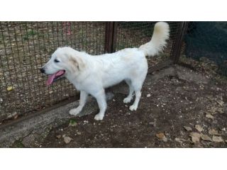 GIGIO, cucciolone buonissimo