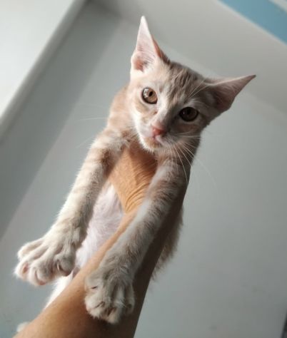 Giovannino, micio coccolone in cerca di una casa - Foto 2