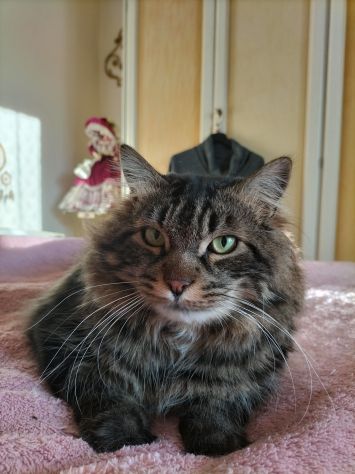 Sparty super gattone in regalo - Foto 4