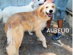 Aurelio bello, socievole e affettuoso