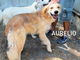 Aurelio bello, socievole e affettuoso