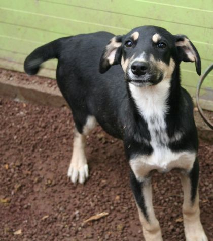 7 adorabili cuccioletti mix Pastore Tedesco - Foto 9