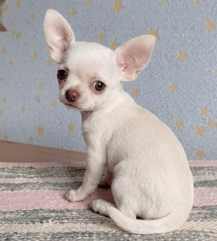 CHIHUAHUA TOY BIANCHI CUCCIOLI - pag agevolato - Foto 2