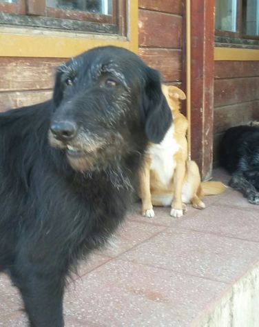 GIORGIA, dolcissima mix spinone - Foto 8