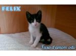 FELIX, adorabile micino in adozione