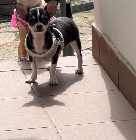 Cucciola di chihuhua - Foto 2