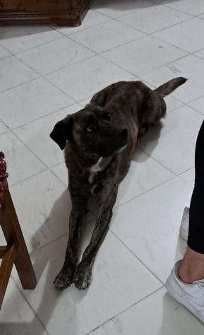 Marvin bellissimo cagnolone tigrato - Foto 3
