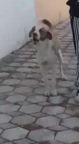 5anni buono ferito ad 1occhio( ora migliorato)URGE AIUTO X CHARLY - Foto 2