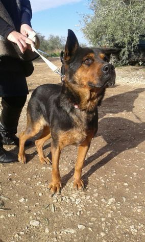 SHILA, bellissima mix rottweiler - Foto 2