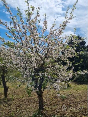 VENDESI TERRENO A POTENZA - Foto 3