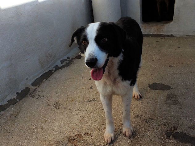 Siria bella e gentile - Foto 3