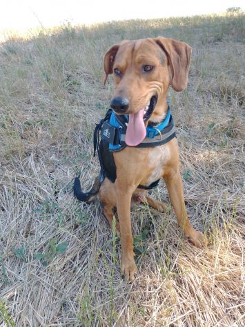 2/3anni segugino veniva cacciato!! Urgente aiuto!MOLISE SOS
